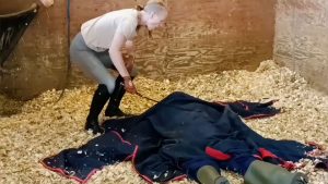 Madam M - Cropped Crushed Wrangled and Rolled trampled humiliated and discarded in extreme stable discipline - Watch Online